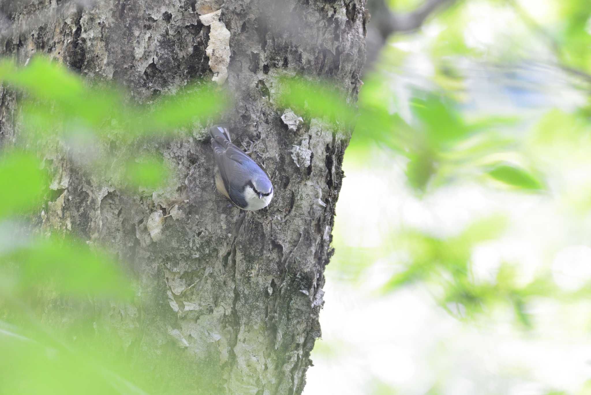 Eurasian Nuthatch