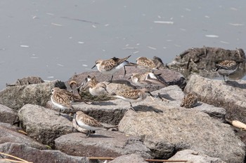 2020年9月19日(土) 大授搦(東与賀干潟)の野鳥観察記録