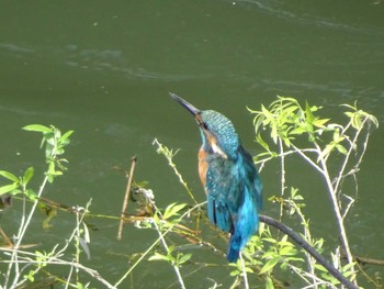 2020年9月22日(火) 多摩川二ヶ領宿河原堰の野鳥観察記録