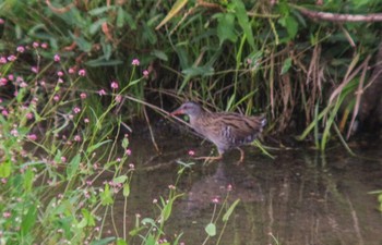 Brown-cheeked Rail 十勝川河川敷 Unknown Date