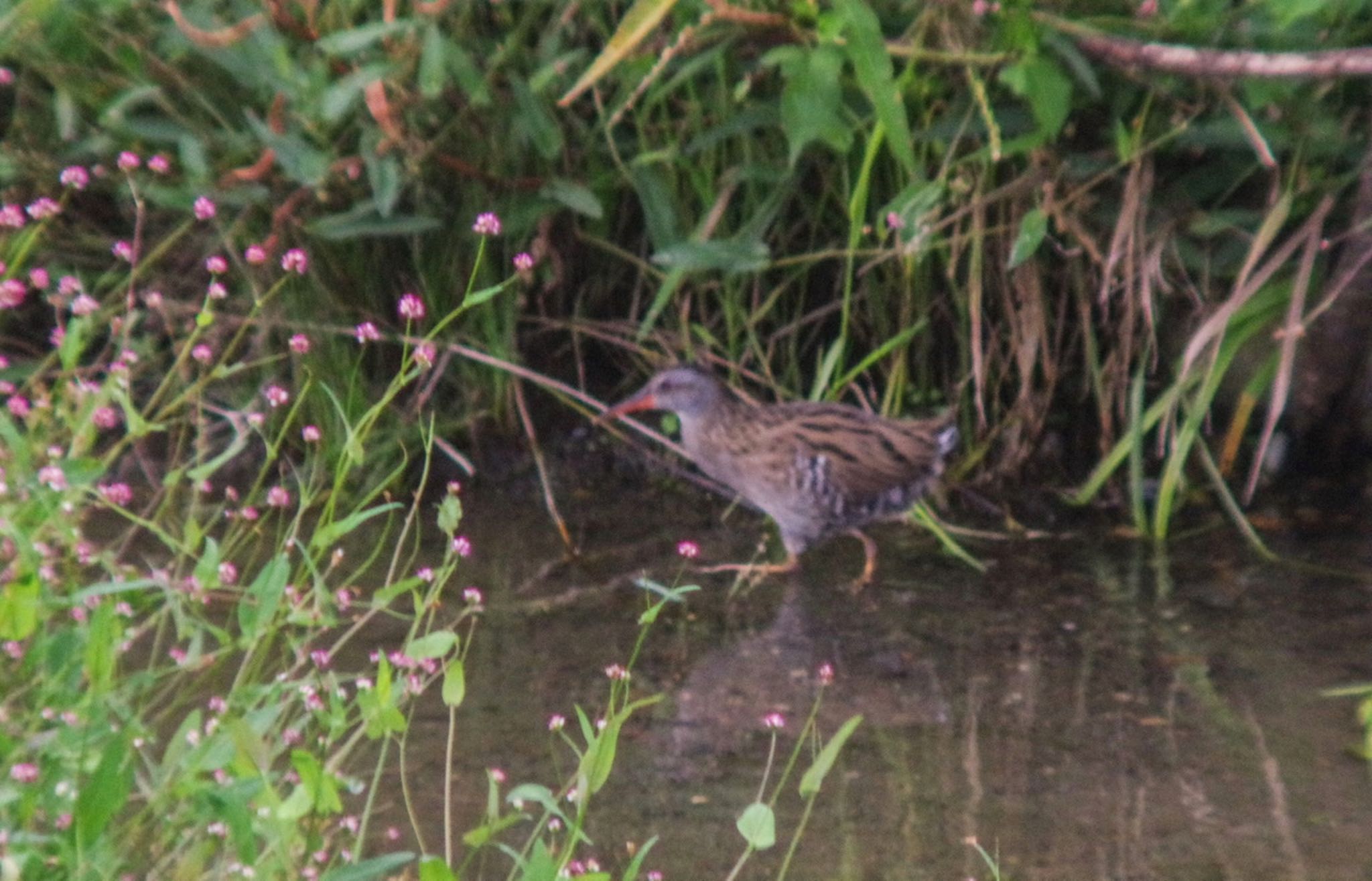 Photo of Brown-cheeked Rail at 十勝川河川敷 by ?花茶?