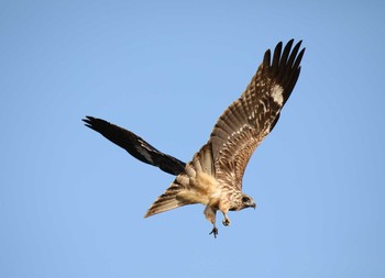 Black Kite 山口県立きらら浜自然観察公園 Wed, 9/23/2020