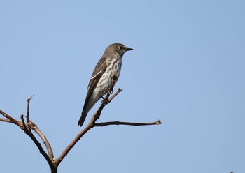 Grey-streaked Flycatcher 山口県立きらら浜自然観察公園 Wed, 9/23/2020