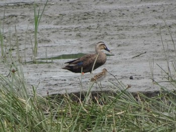 2020年9月22日(火) 六郷橋緑地の野鳥観察記録