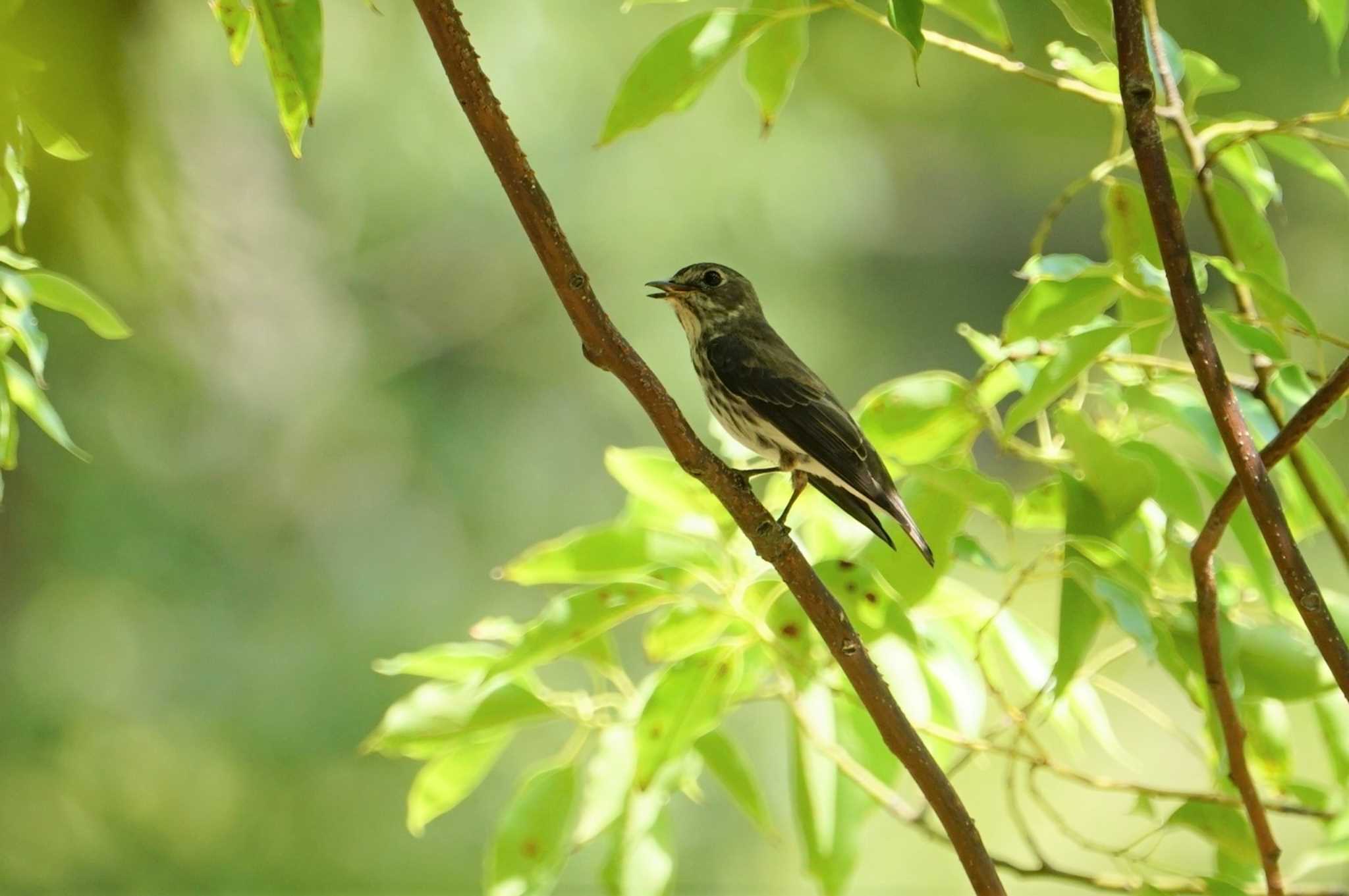 Photo of Grey-streaked Flycatcher at 猪名川公園 by マル