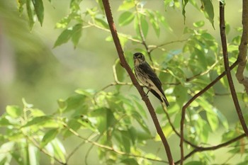 Grey-streaked Flycatcher 猪名川公園 Wed, 9/23/2020