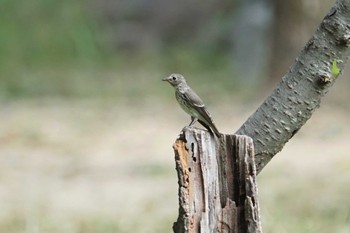 Grey-streaked Flycatcher 猪名川公園 Wed, 9/23/2020