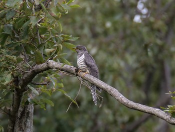 2020年9月20日(日) 金ヶ崎公園(明石市)の野鳥観察記録