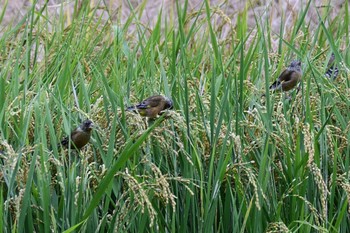 Grey-capped Greenfinch 神戸市北区 Wed, 9/23/2020