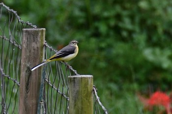 Grey Wagtail 神戸市北区 Wed, 9/23/2020