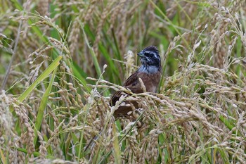 Meadow Bunting 神戸市北区 Wed, 9/23/2020