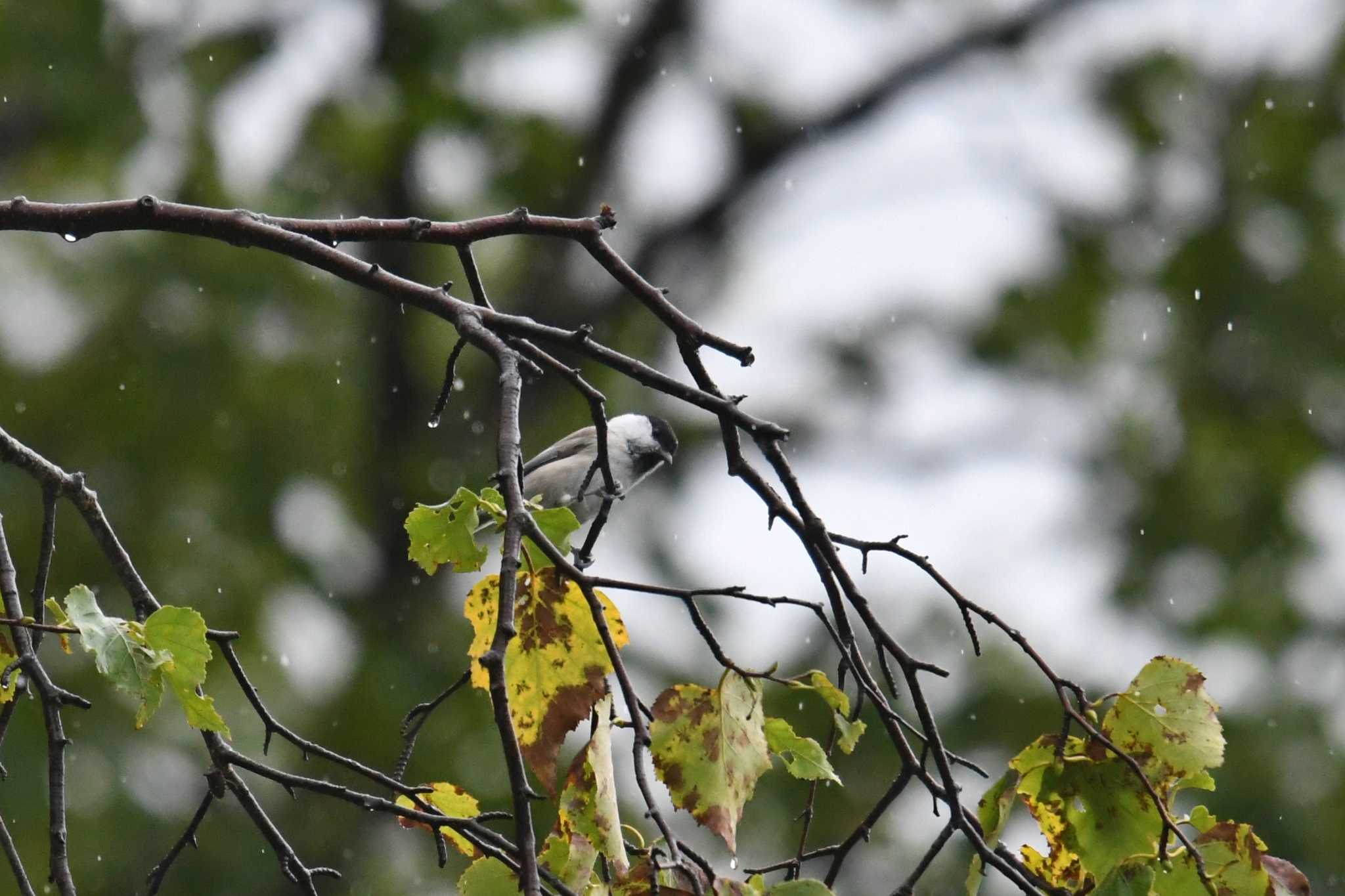 Willow Tit