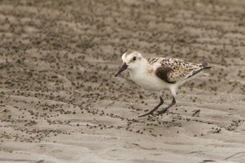 Sanderling Sambanze Tideland Tue, 9/22/2020