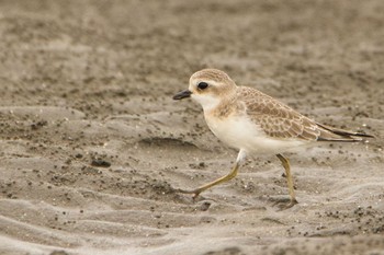 Siberian Sand Plover Sambanze Tideland Tue, 9/22/2020