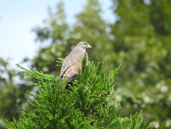 2020年9月20日(日) 四万川　周辺の野鳥観察記録