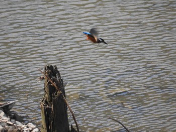 Common Kingfisher 赤谷湖 Mon, 9/21/2020