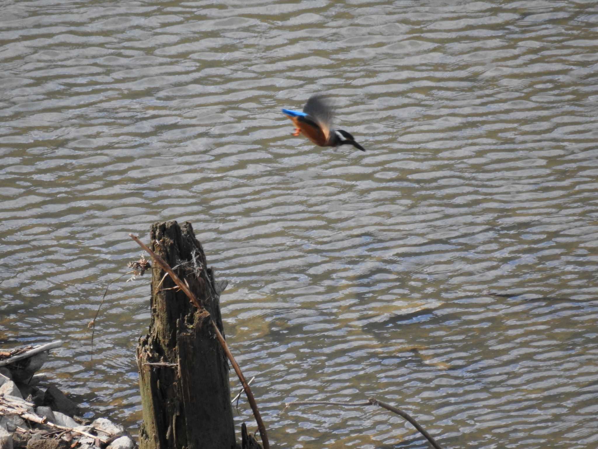 Common Kingfisher