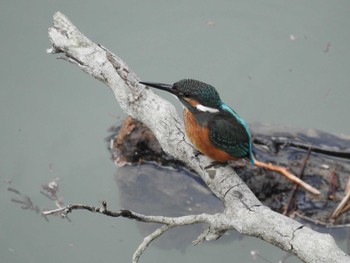 Common Kingfisher 赤谷湖 Mon, 9/21/2020