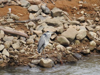 Grey Heron 赤谷湖 Mon, 9/21/2020