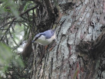 ゴジュウカラ 赤谷湖 2020年9月21日(月)