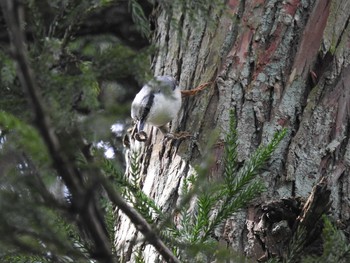 Eurasian Nuthatch 赤谷湖 Mon, 9/21/2020