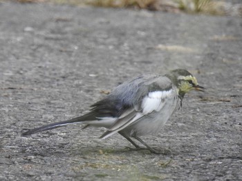 White Wagtail 赤谷湖 Mon, 9/21/2020