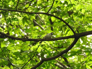 Long-tailed Tit 赤谷湖 Mon, 9/21/2020