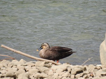 Eastern Spot-billed Duck 赤谷湖 Mon, 9/21/2020