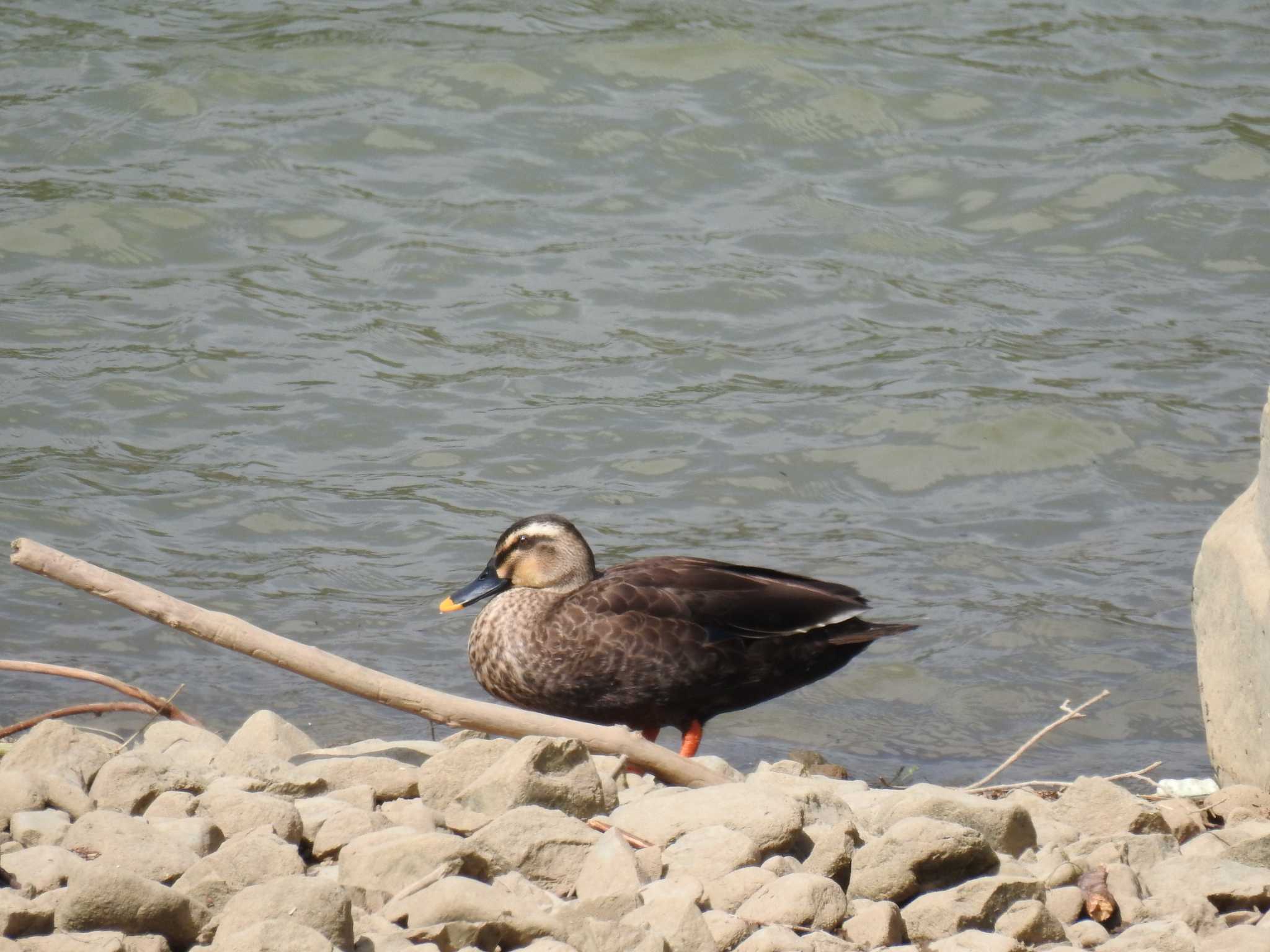 Eastern Spot-billed Duck