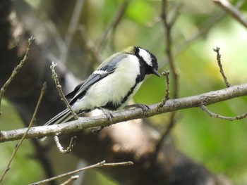 Japanese Tit 赤谷湖 Mon, 9/21/2020