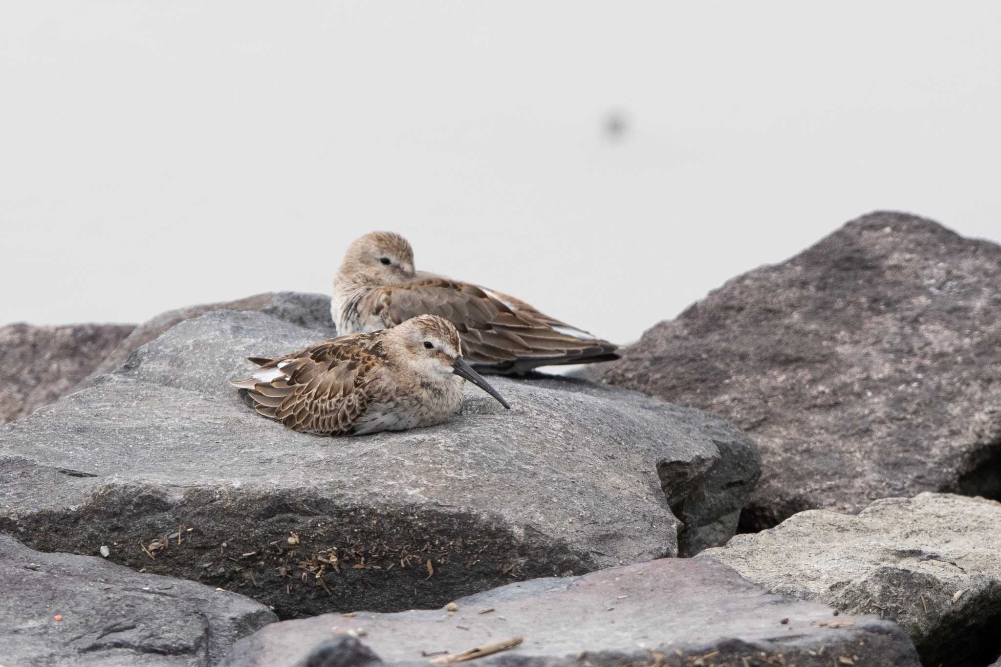 Photo of Dunlin at Daijugarami Higashiyoka Coast by Trio