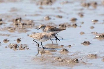 Mon, 9/21/2020 Birding report at Daijugarami Higashiyoka Coast