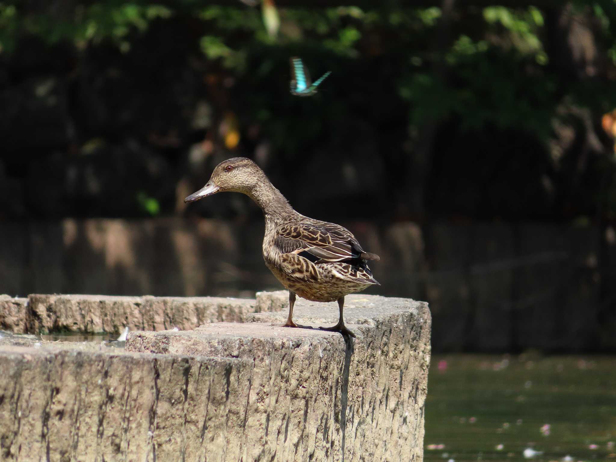 大池親水公園 コガモの写真 by kou