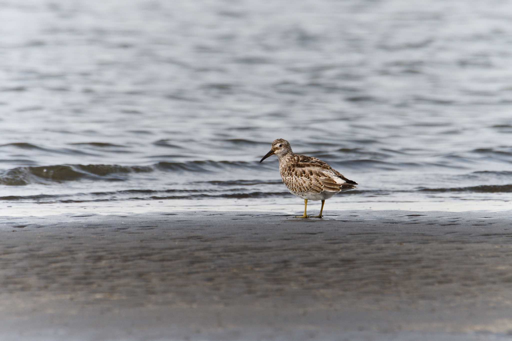 ふなばし三番瀬海浜公園 オバシギの写真 by Tosh@Bird