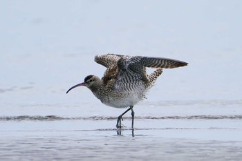 チュウシャクシギ ふなばし三番瀬海浜公園 2020年9月21日(月)