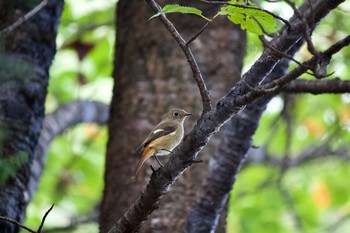 ジョウビタキ 長野県（南信） 2020年9月23日(水)