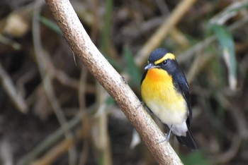 2020年9月19日(土) 五月山の野鳥観察記録