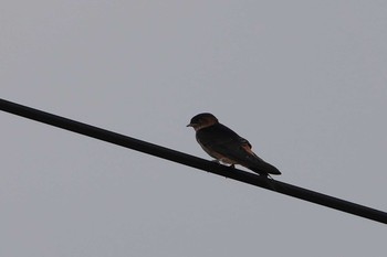 Red-rumped Swallow 岩城島 Tue, 9/22/2020