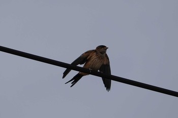 Red-rumped Swallow 岩城島 Tue, 9/22/2020