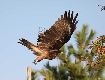 Black Kite 山口県立きらら浜自然観察公園 Wed, 9/23/2020