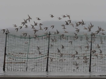 2020年9月24日(木) ふなばし三番瀬海浜公園の野鳥観察記録