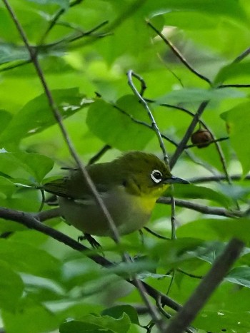 メジロ 薬師池公園 2020年9月22日(火)