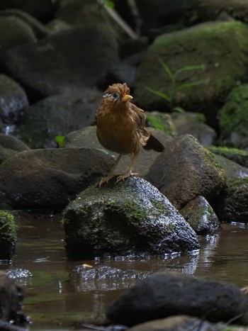 ガビチョウ 小山田緑地公園 2020年8月23日(日)