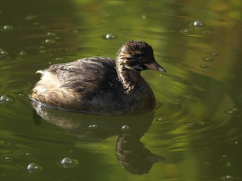 カイツブリ 薬師池公園 2020年4月29日(水)