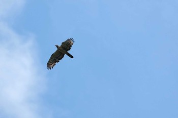 Crested Honey Buzzard Shirakaba-touge Tue, 9/22/2020