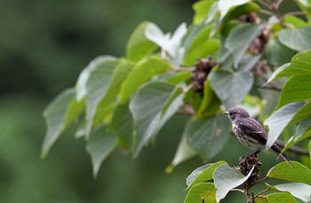 エゾビタキ 香川県 2020年9月20日(日)