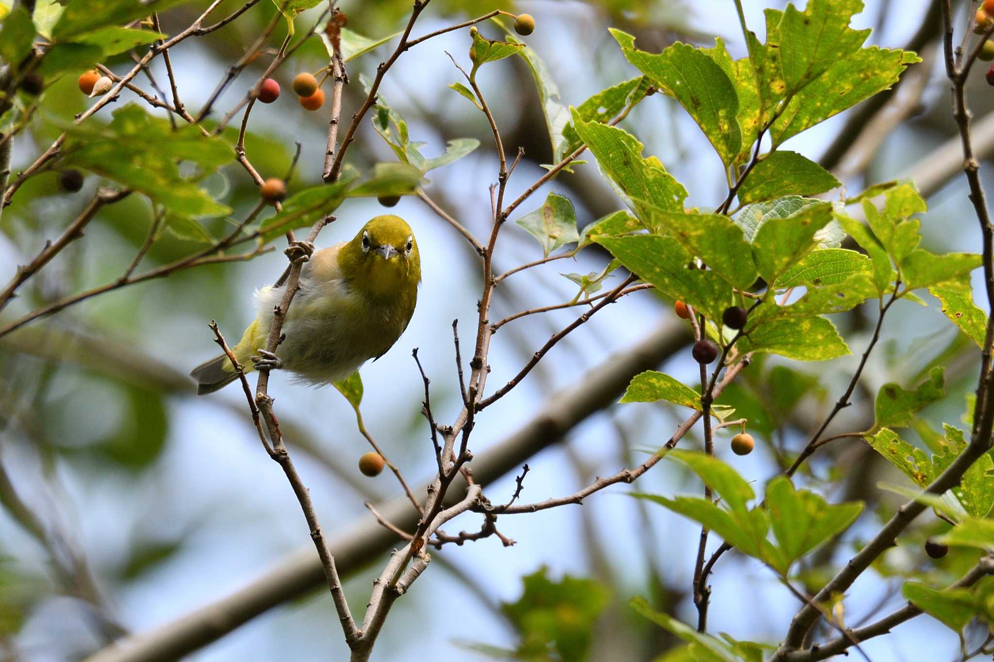 座間谷戸山公園 メジロの写真 by Tosh@Bird