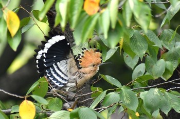 Eurasian Hoopoe Unknown Spots Thu, 9/24/2020