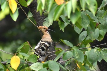 Eurasian Hoopoe Unknown Spots Thu, 9/24/2020