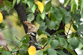 Eurasian Hoopoe Unknown Spots Thu, 9/24/2020